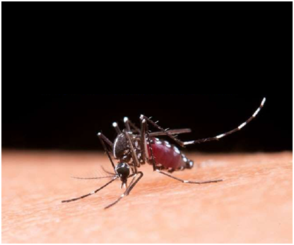 Cases of West Nile Virus is rapidly Increasing in Russia