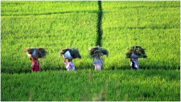 The Central Government to Issue 12-Digit Unique IDs for Farmers