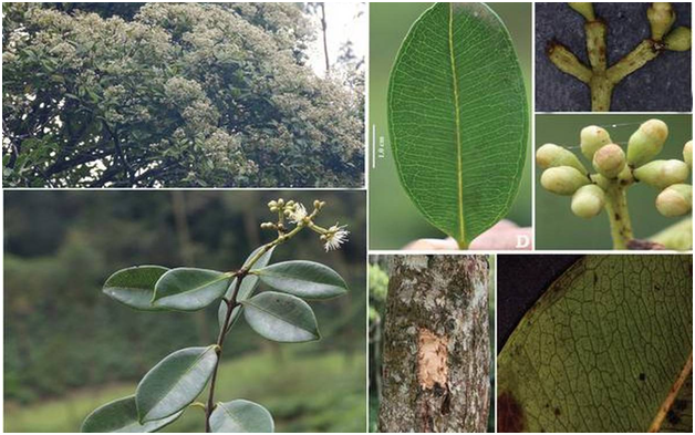 Plant Discoveries 2020 has Added 267 New Species to the Country’s Flora